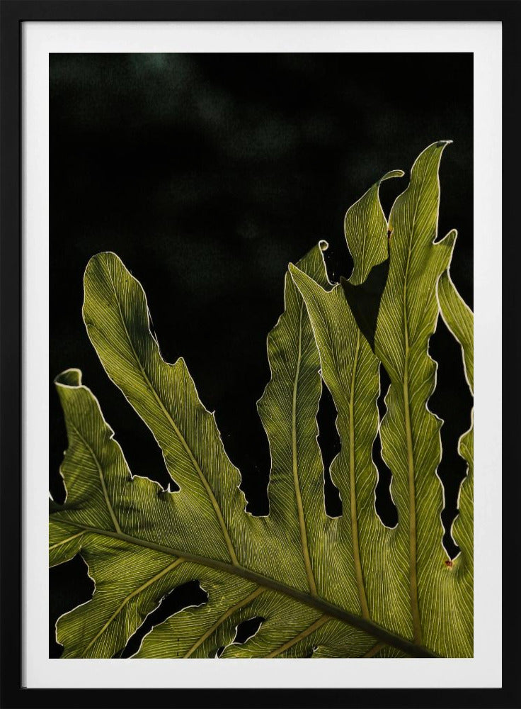 Bladsilhouet | Poster