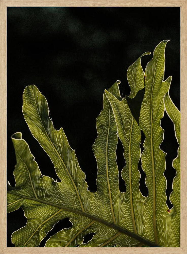 Bladsilhouet | Poster