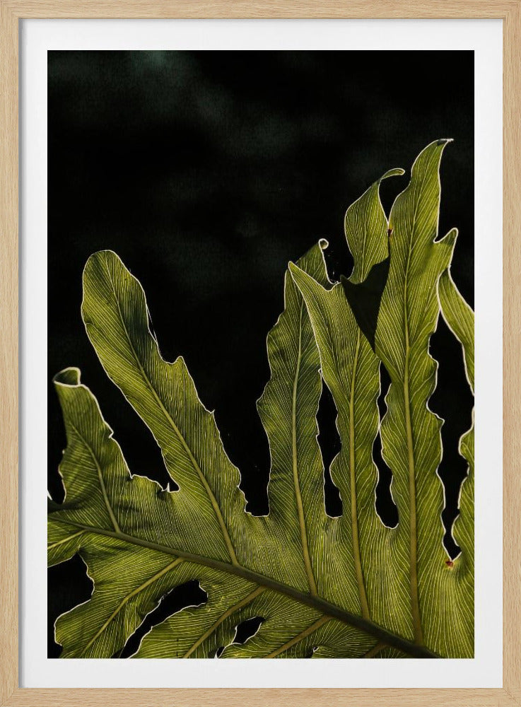 Bladsilhouet | Poster