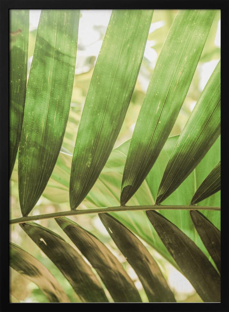 Schoonheid van palmbladeren | Poster