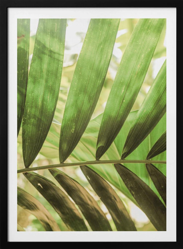 Schoonheid van palmbladeren | Poster