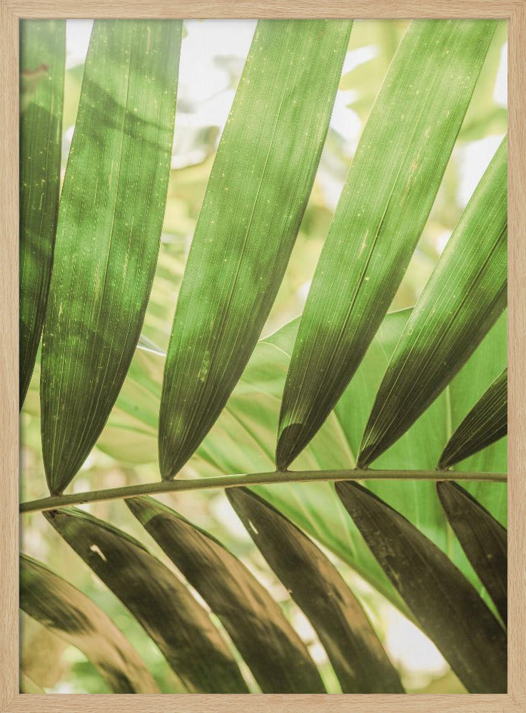 Schoonheid van palmbladeren | Poster