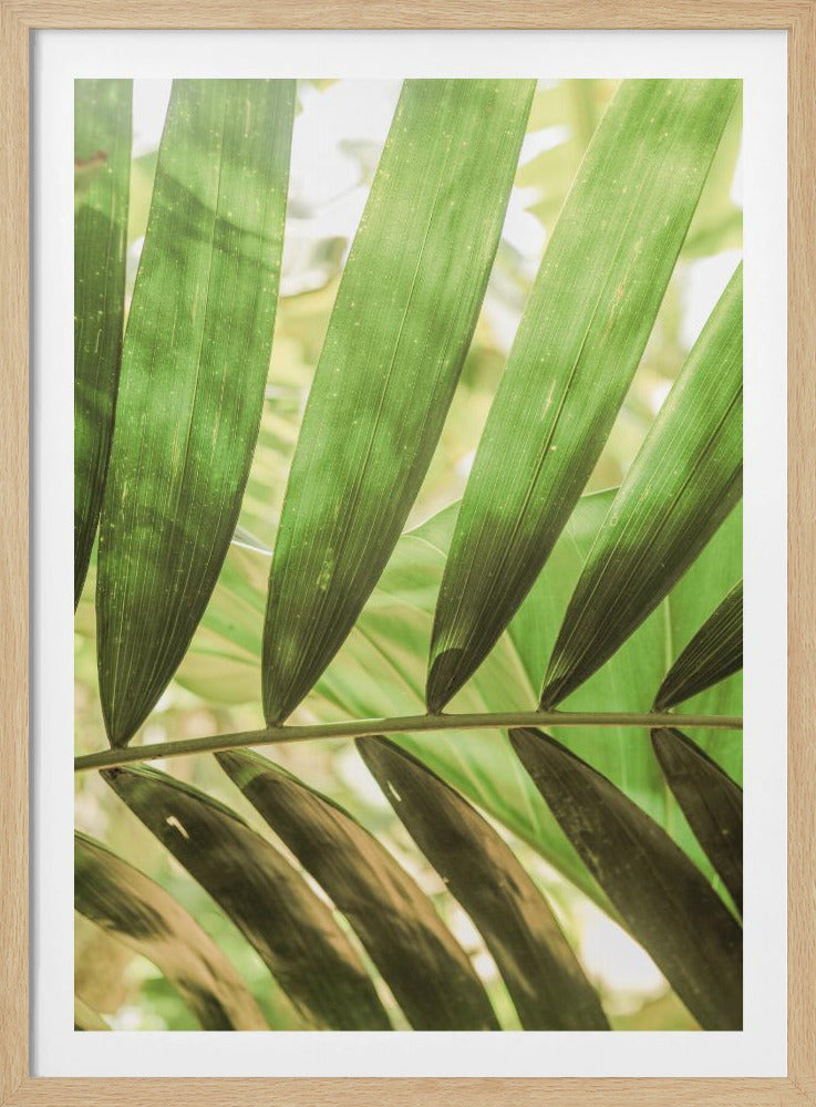 Schoonheid van palmbladeren | Poster