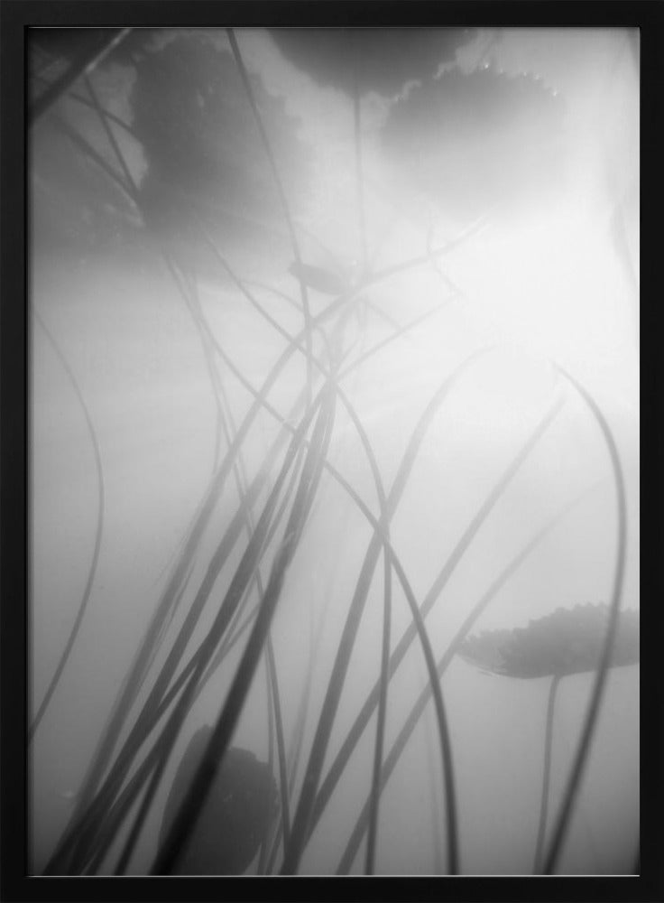 Waterlelie | Poster