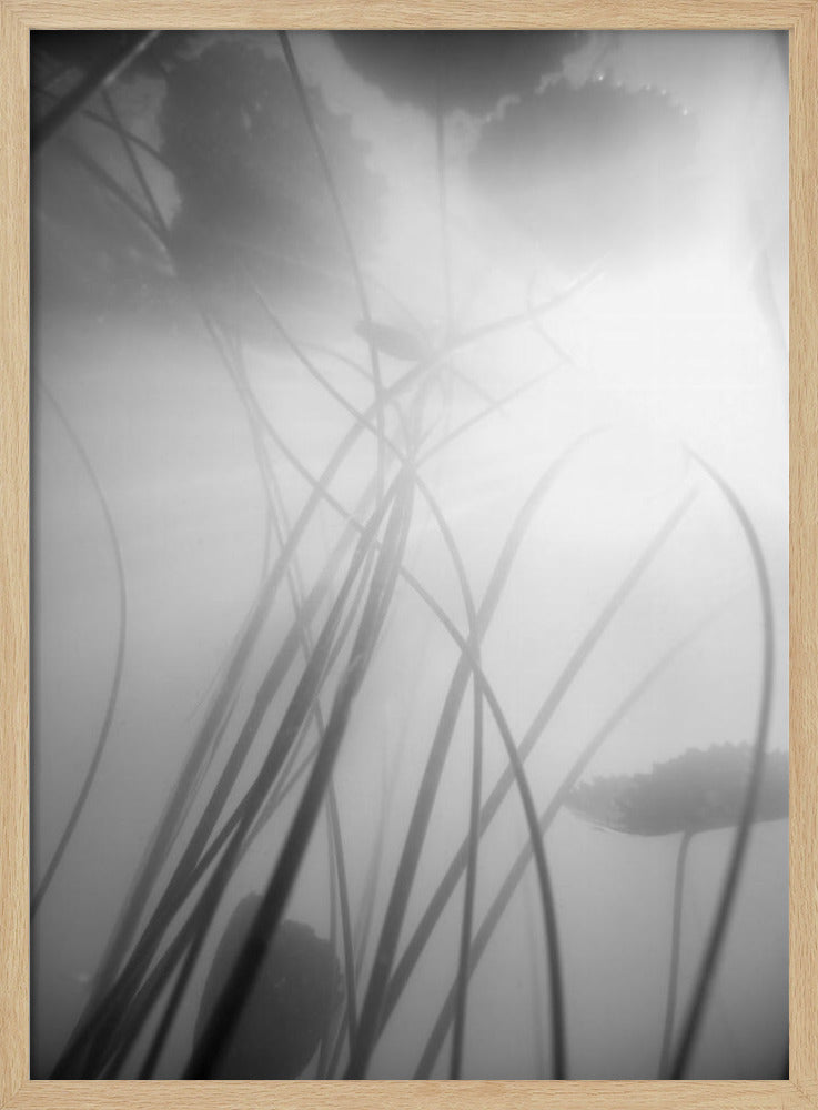 Waterlelie | Poster