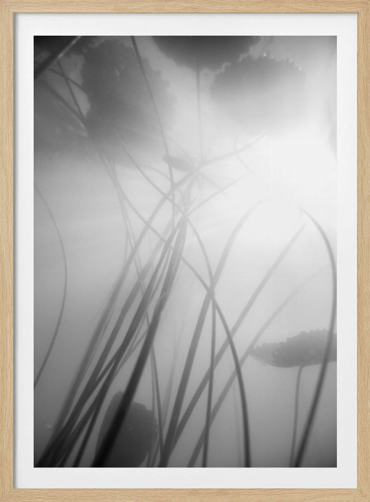 Waterlelie | Poster