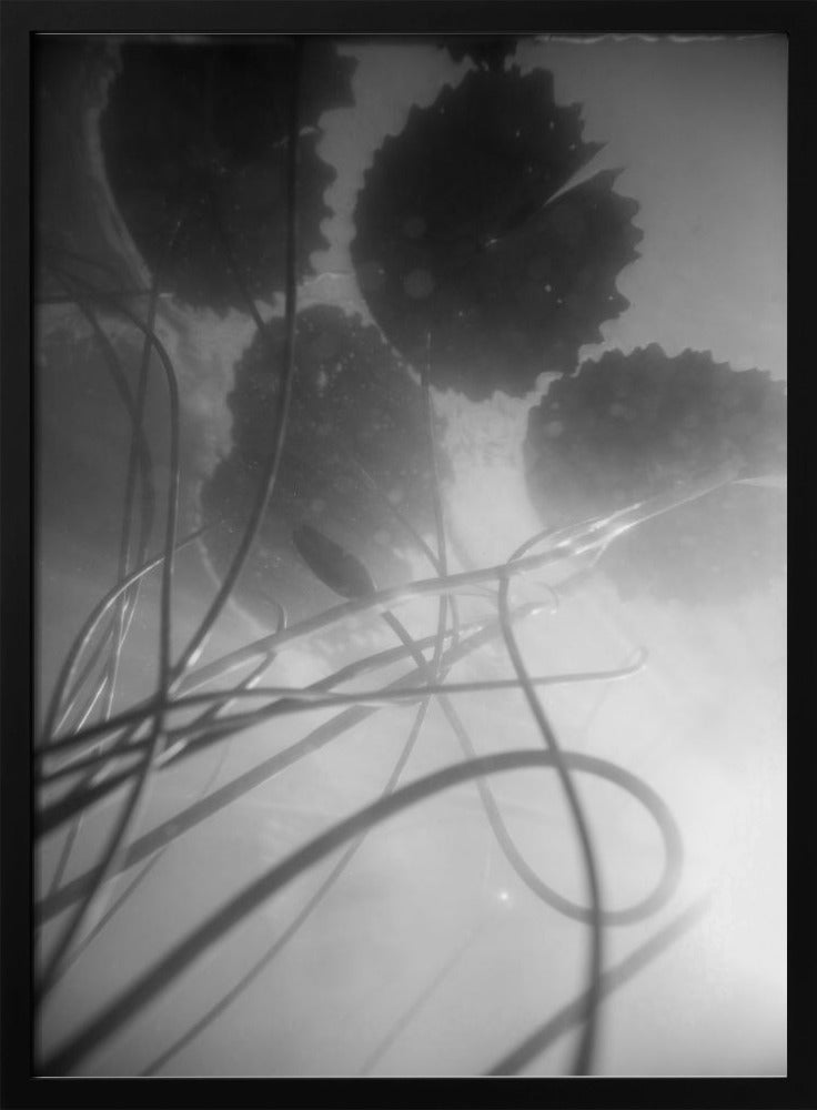 Waterlelie | Poster