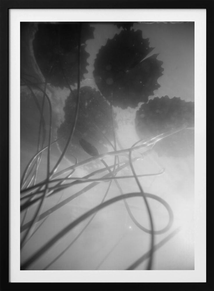 Waterlelie | Poster