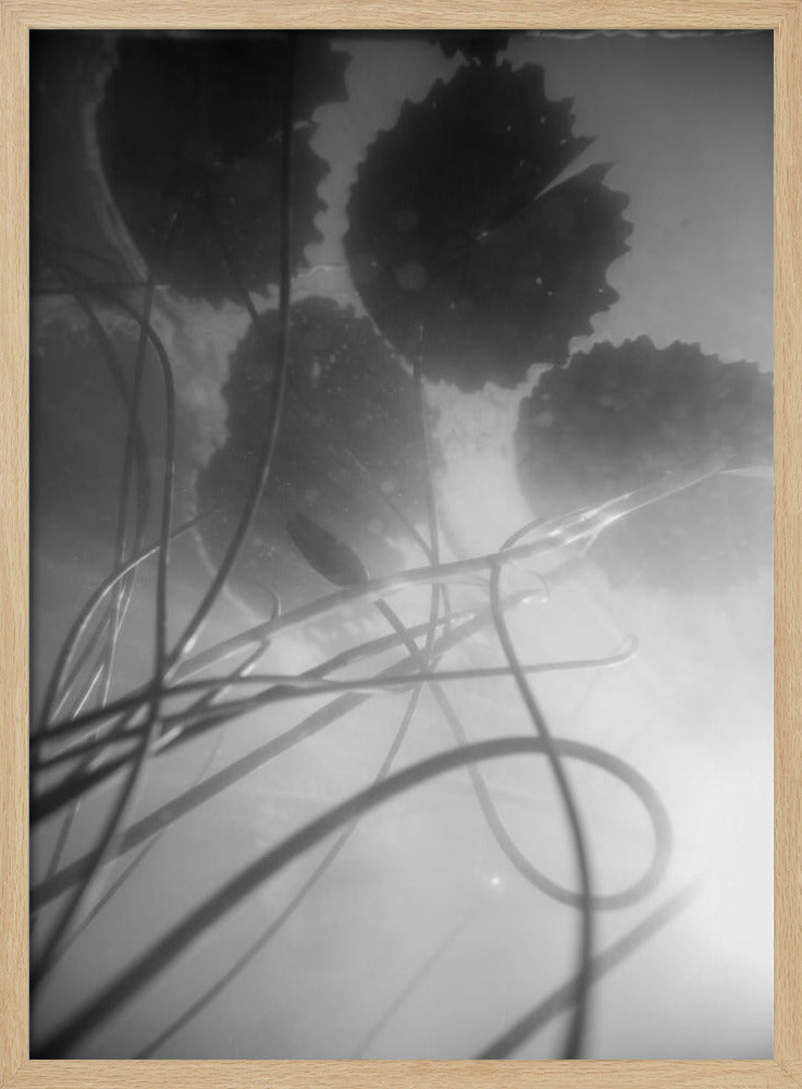 Waterlelie | Poster