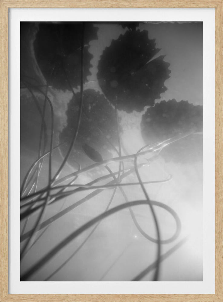 Waterlelie | Poster