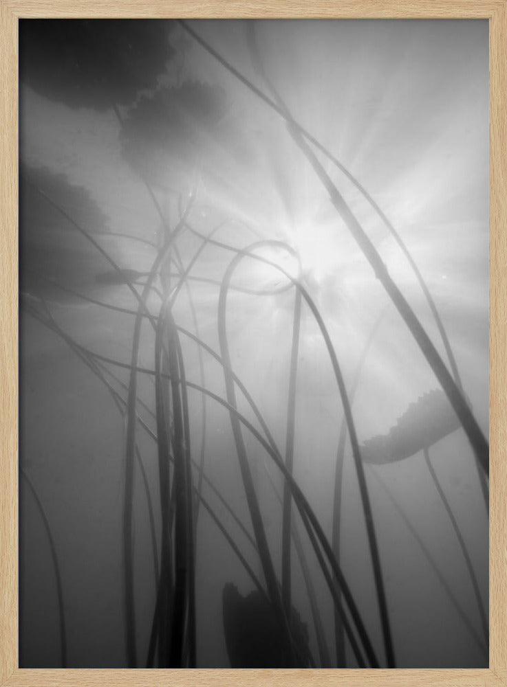 Waterlelie | Poster