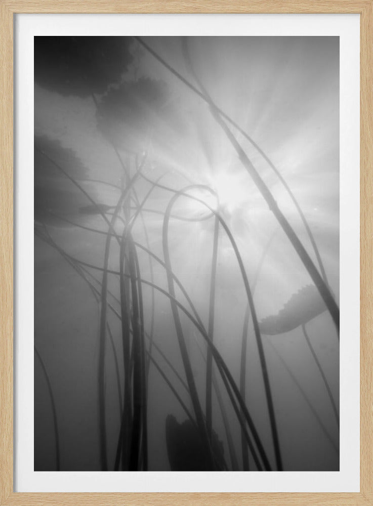 Waterlelie | Poster