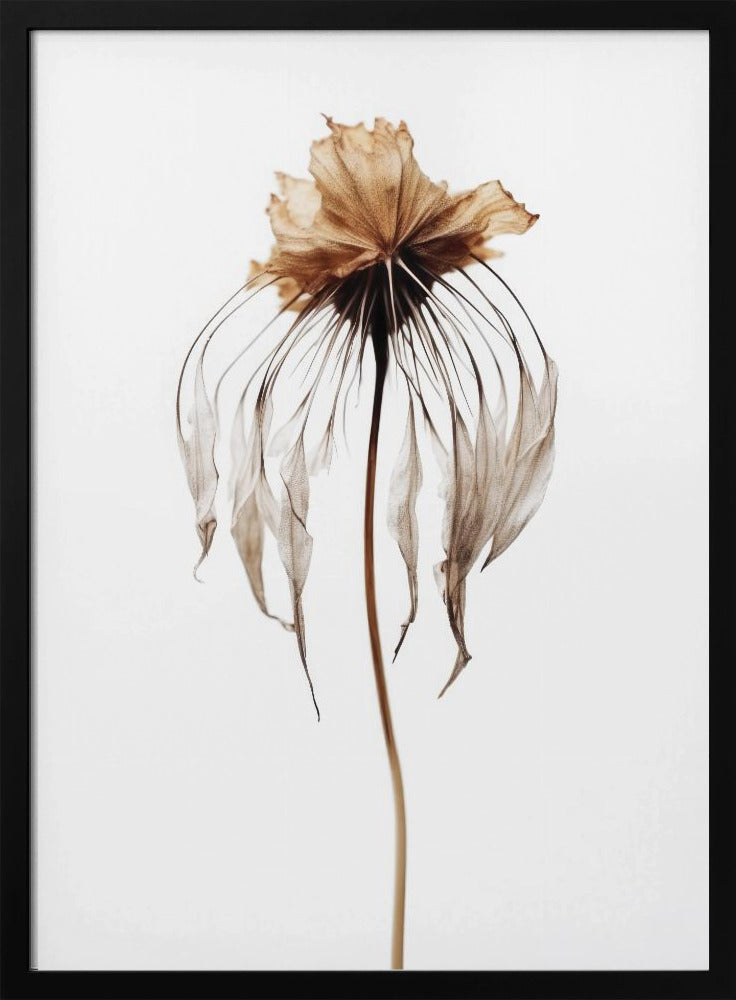 Faded Elegance | Poster