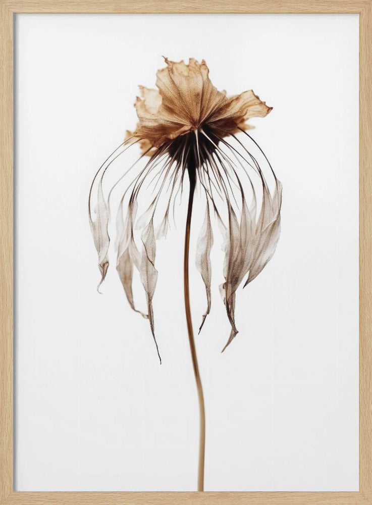 Faded Elegance | Poster