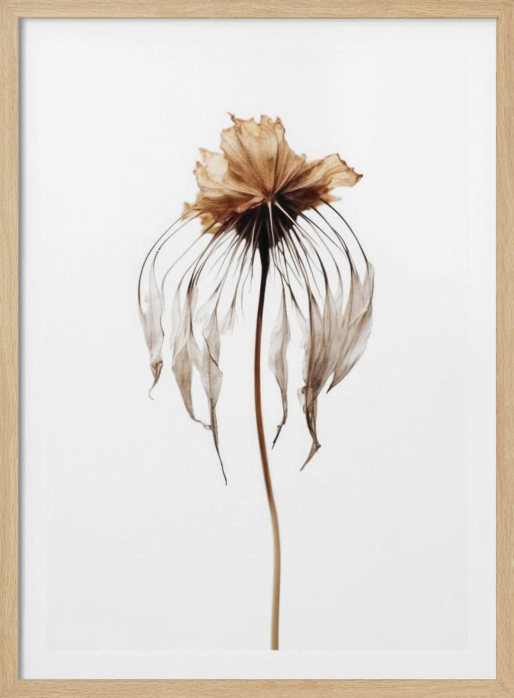 Faded Elegance | Poster