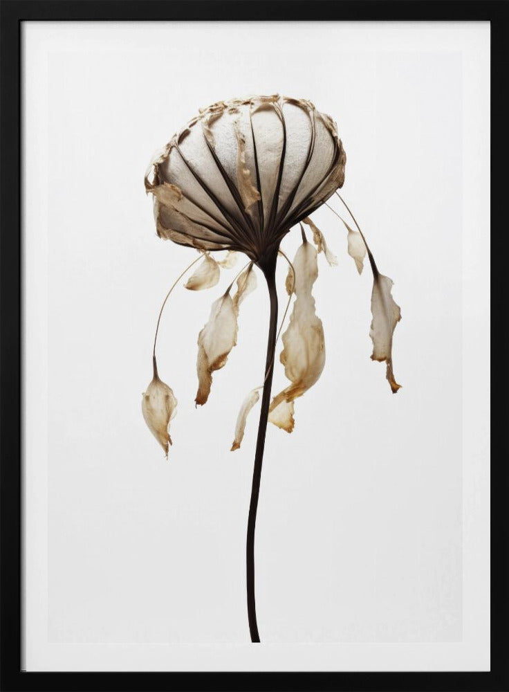 Verwelkte elegantie | Poster