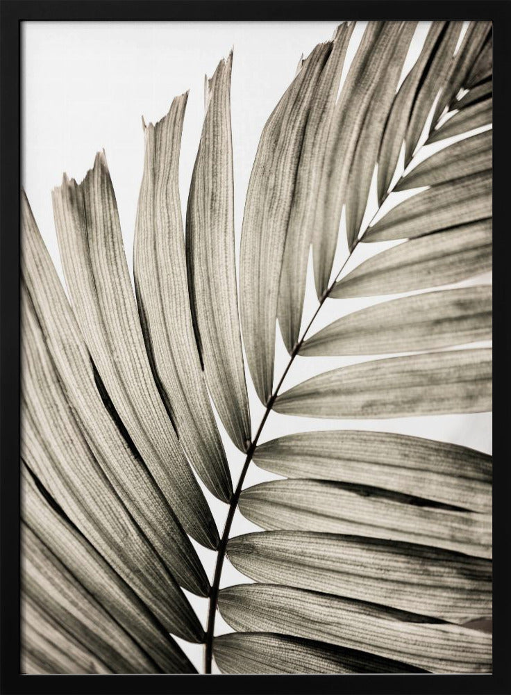 Palmbladeren 22 | Poster