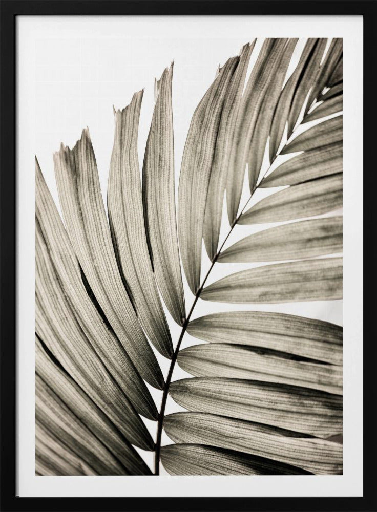 Palmbladeren 22 | Poster