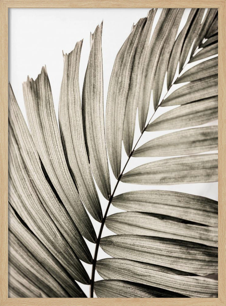 Palmbladeren 22 | Poster