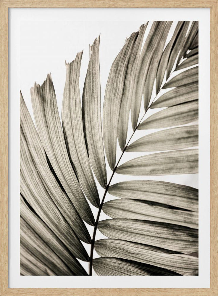 Palmbladeren 22 | Poster
