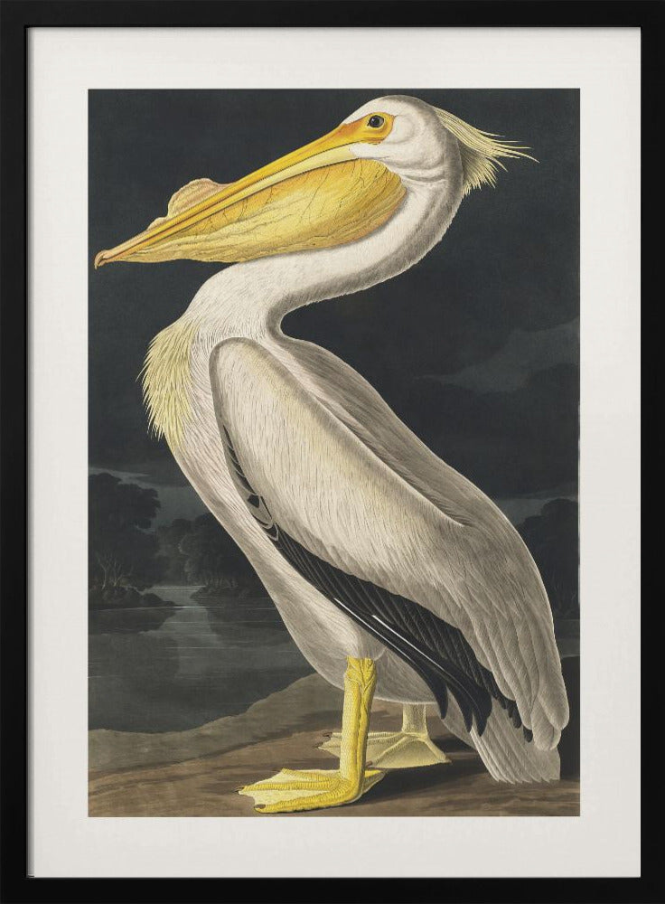 Amerikaanse witte pelikaan uit Birds of America (1827) | Poster