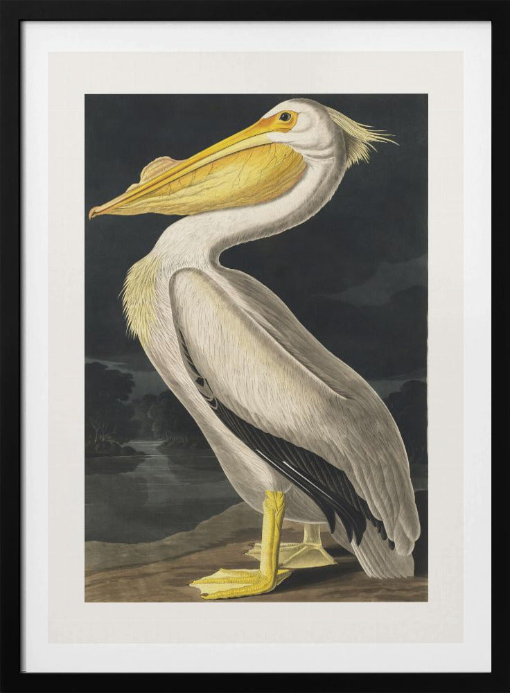 Amerikaanse witte pelikaan uit Birds of America (1827) | Poster