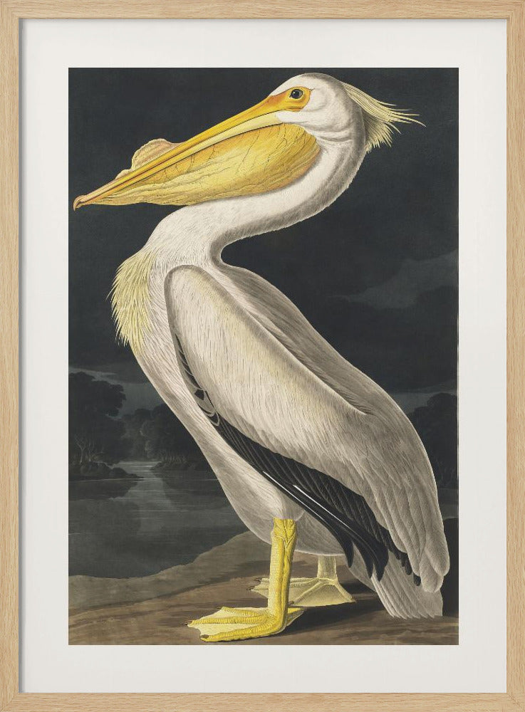 Amerikaanse witte pelikaan uit Birds of America (1827) | Poster