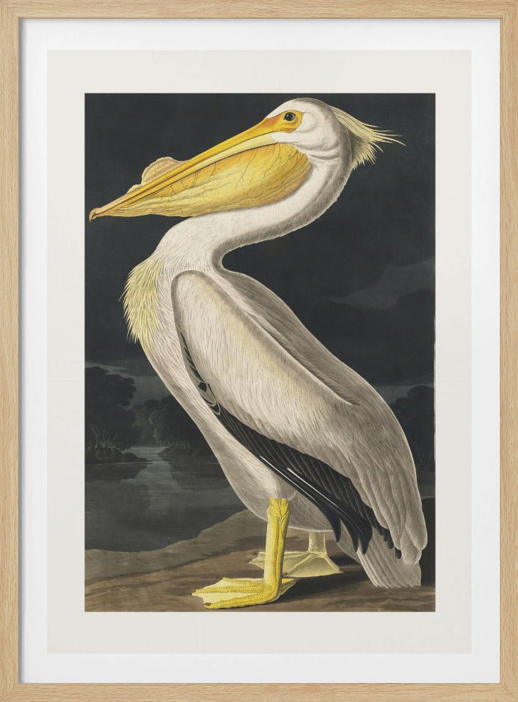 Amerikaanse witte pelikaan uit Birds of America (1827) | Poster