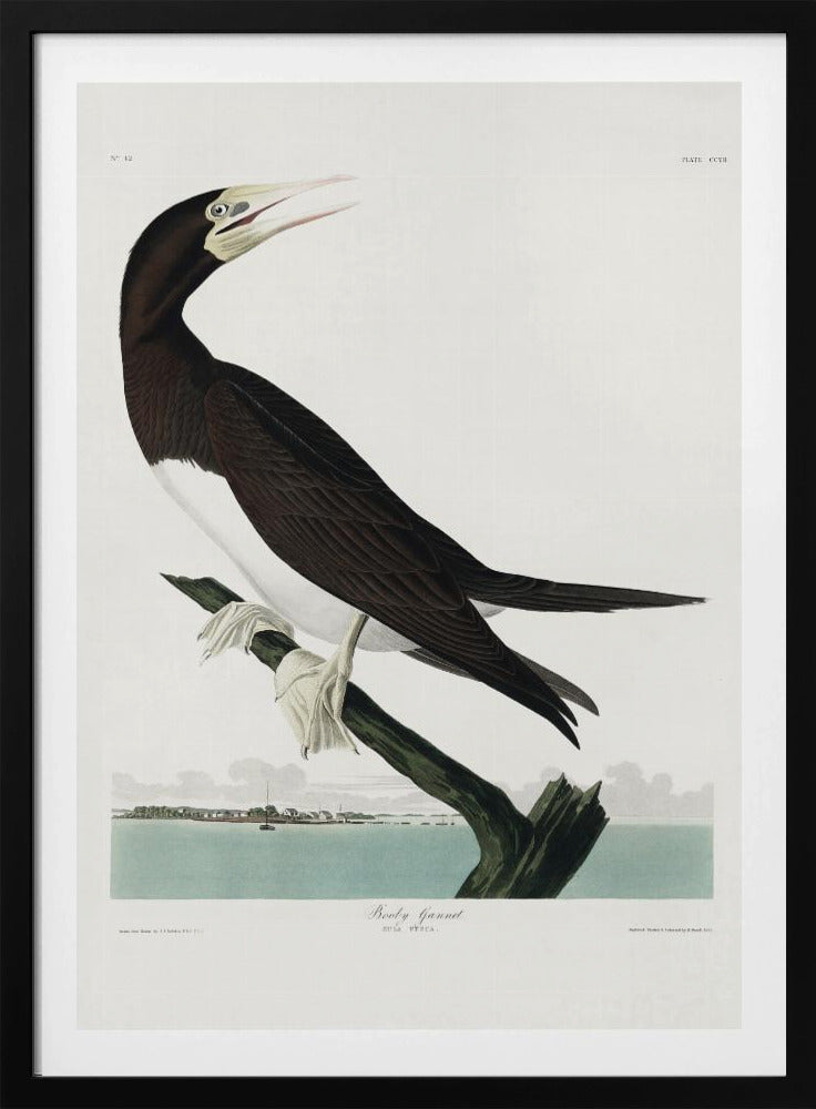 Jan-van-gent uit Birds of America (1827) | Poster