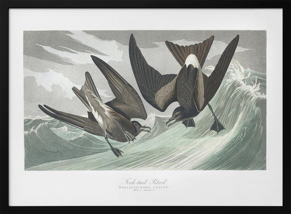 Vorkstaartstormvogel uit Birds of America (1827) | Poster
