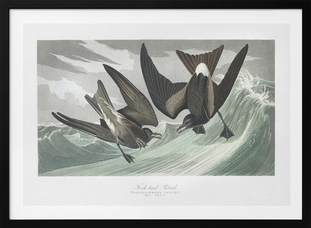 Vorkstaartstormvogel uit Birds of America (1827) | Poster
