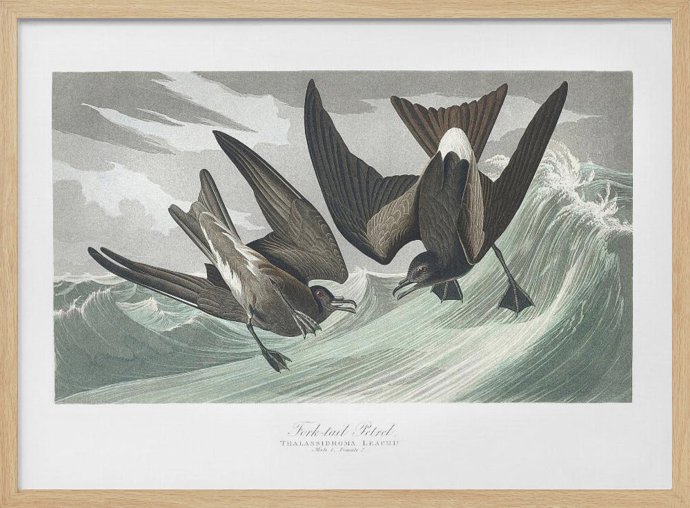 Vorkstaartstormvogel uit Birds of America (1827) | Poster