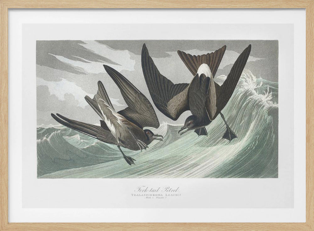 Vorkstaartstormvogel uit Birds of America (1827) | Poster