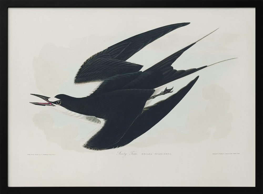 Bonte stern uit Birds of America (1827) | Poster