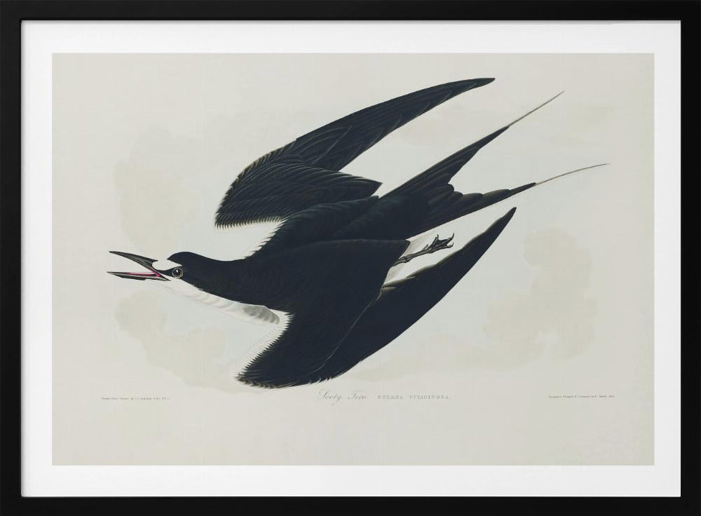 Bonte stern uit Birds of America (1827) | Poster