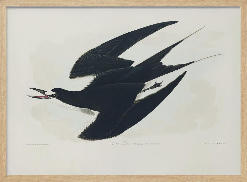 Bonte stern uit Birds of America (1827) | Poster