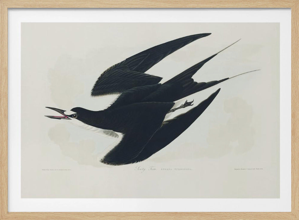 Bonte stern uit Birds of America (1827) | Poster