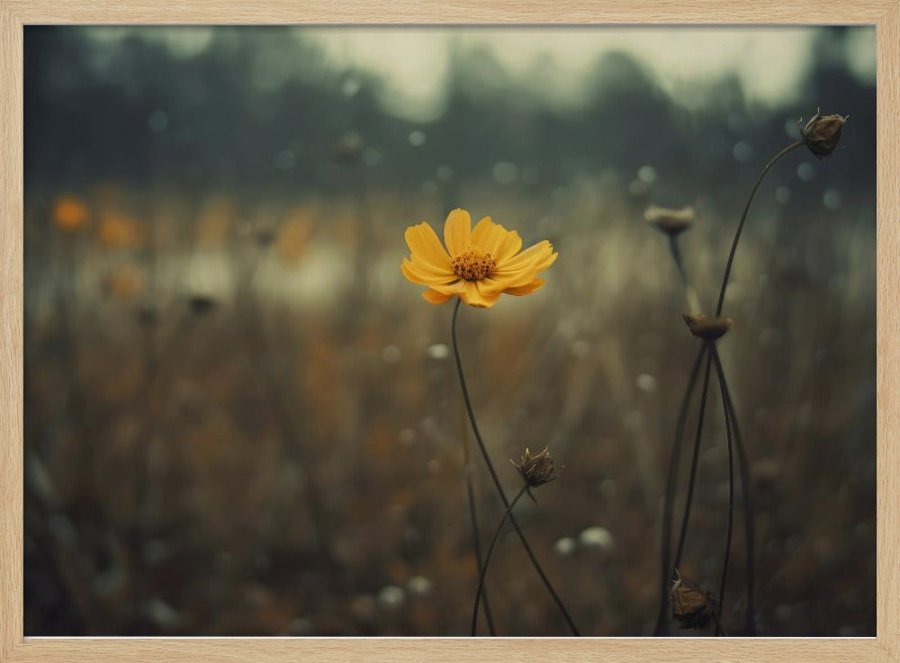 Solitary Bloomers | Poster