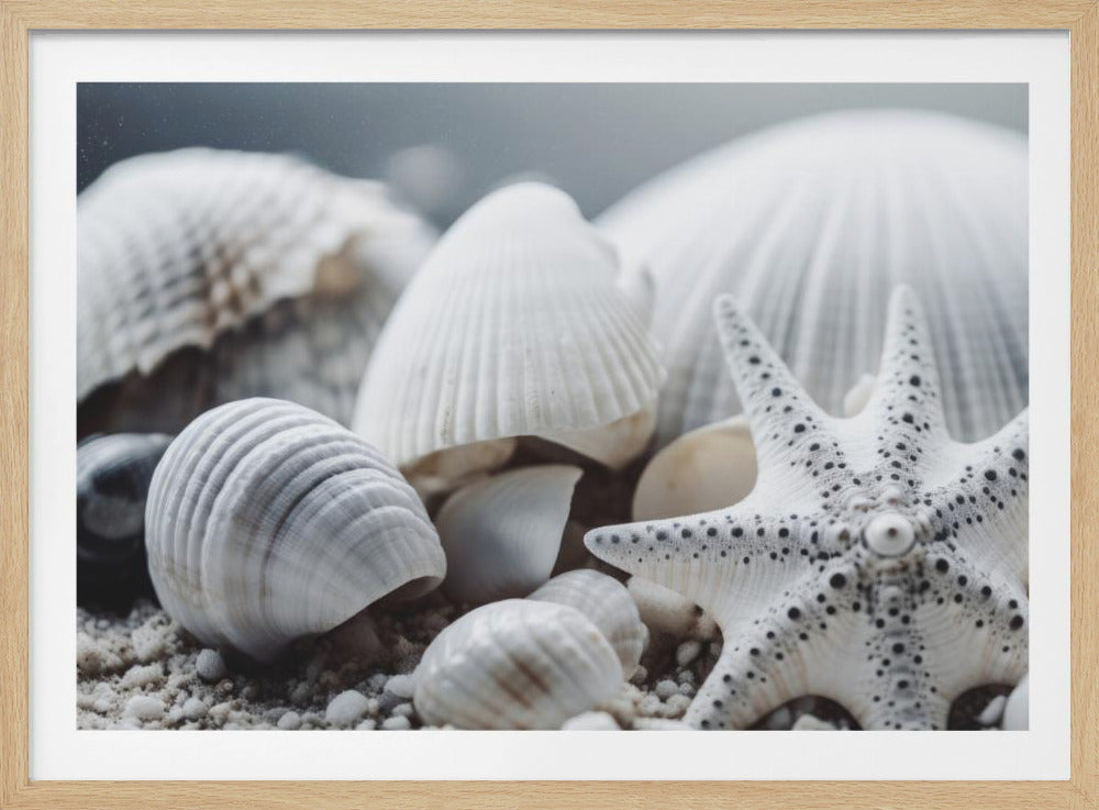 Schelpensymfonie | Poster