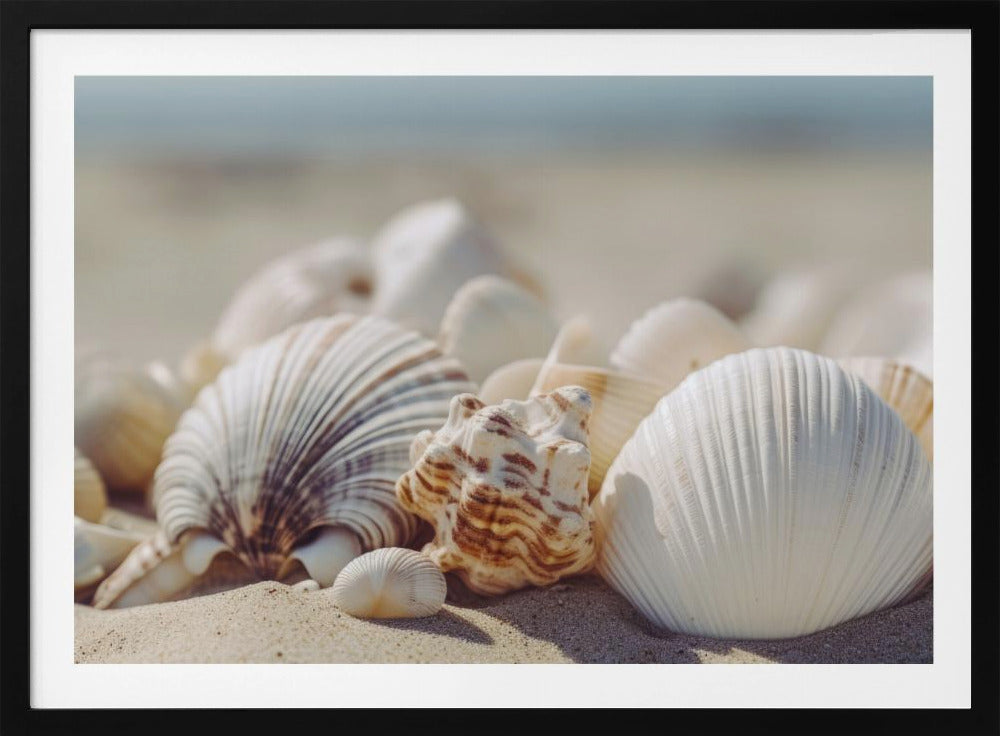 Seaside Shells | Poster