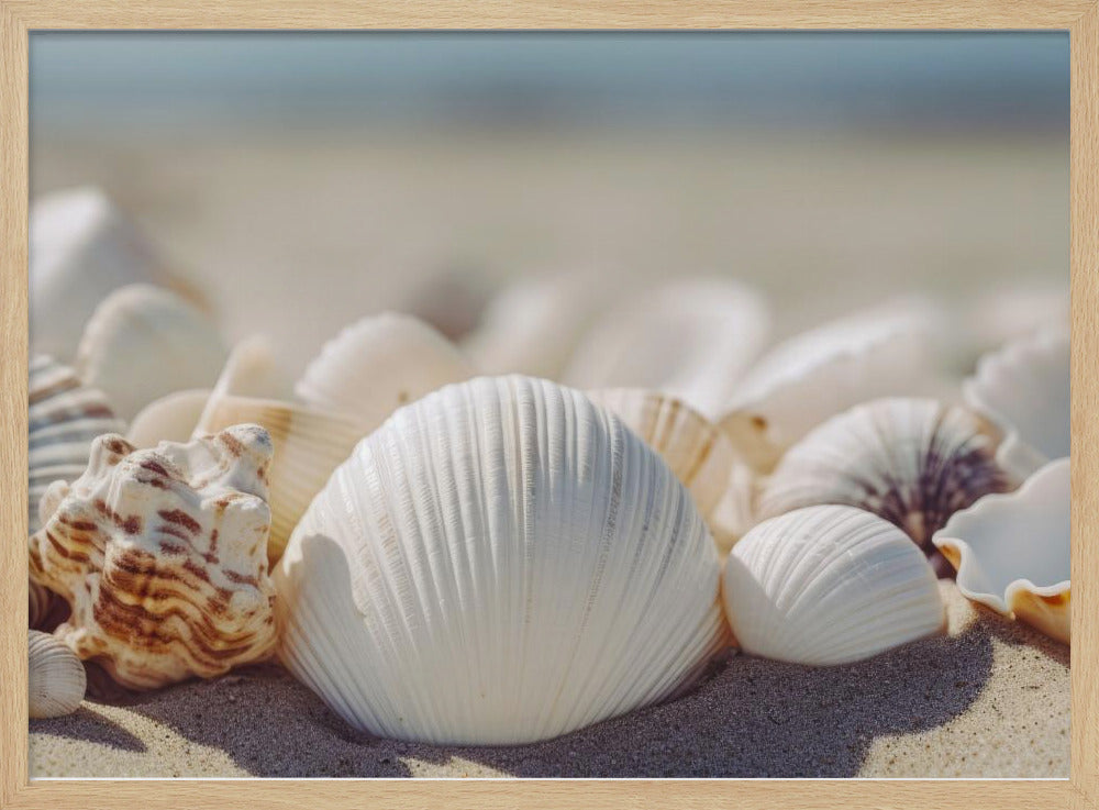 Seaside Shells | Poster