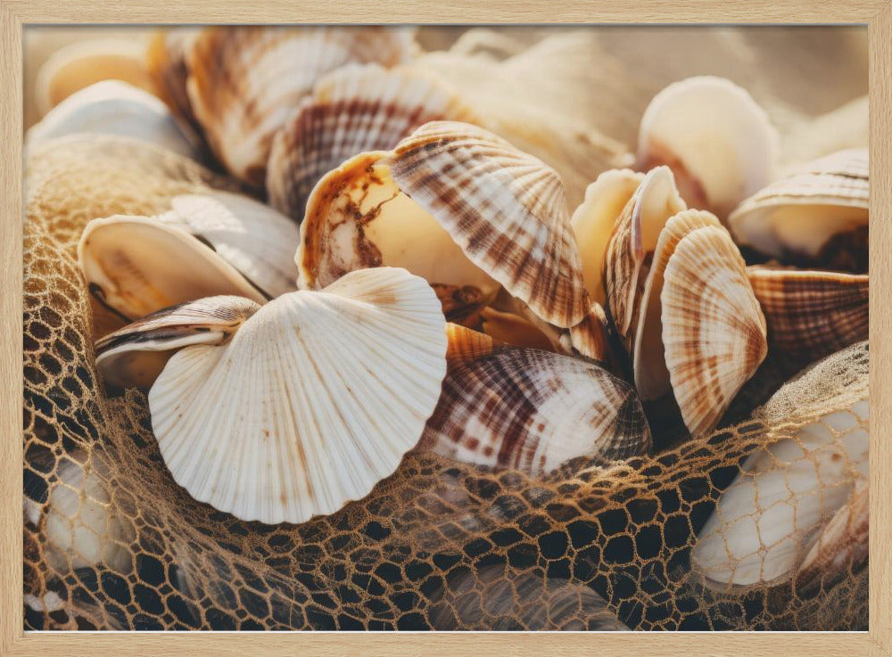 Schelpensymfonie | Poster