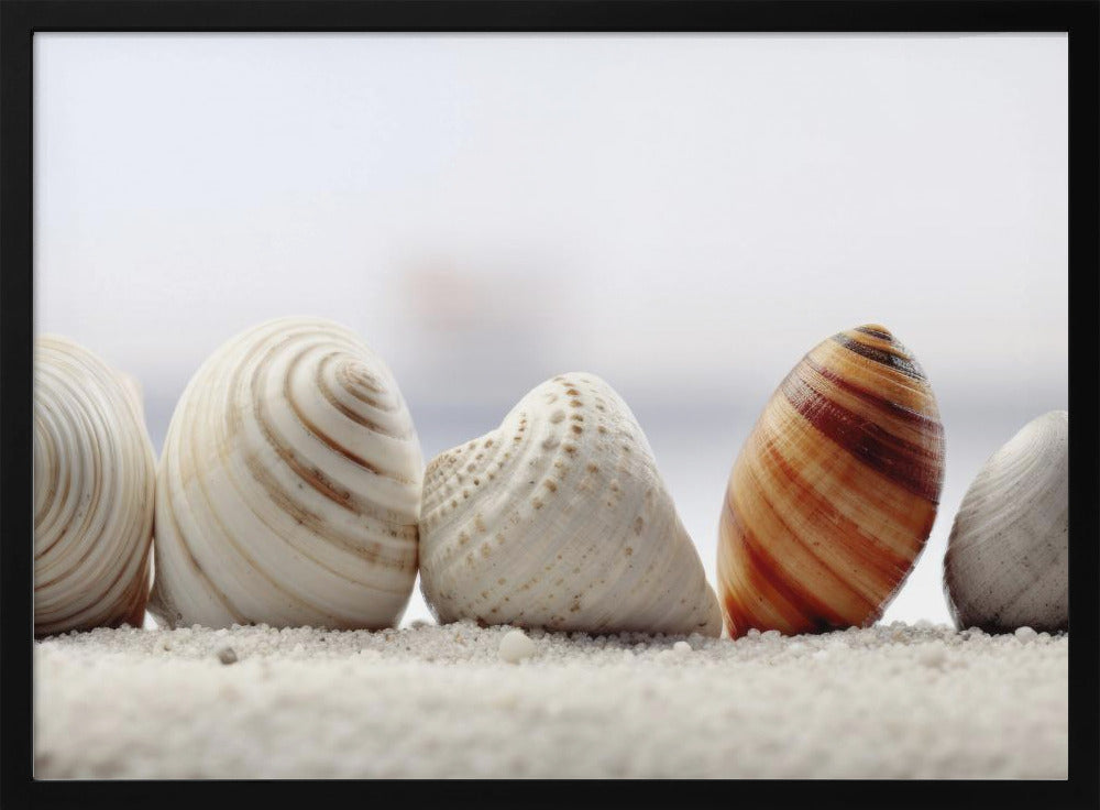 Schelpensymfonie | Poster