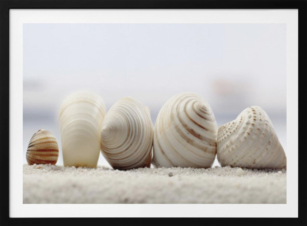 Schelpensymfonie | Poster
