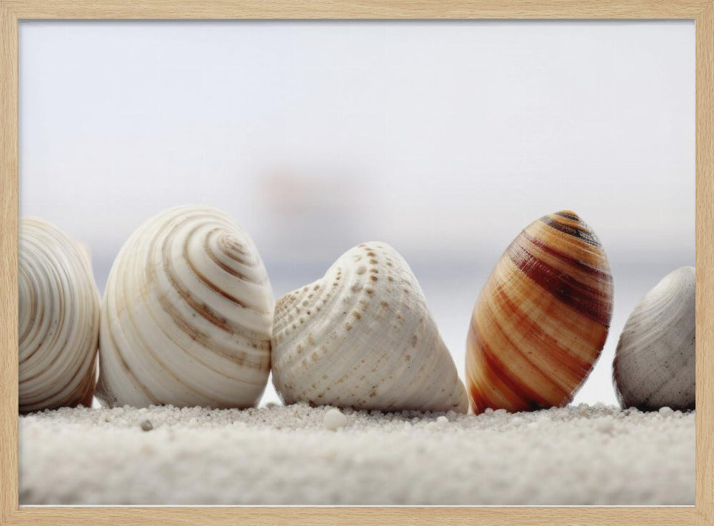 Schelpensymfonie | Poster