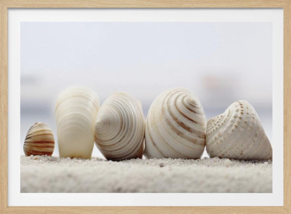 Schelpensymfonie | Poster