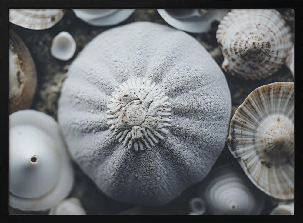 Schelpensymfonie | Poster