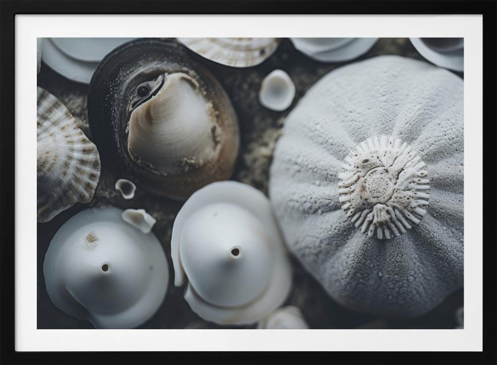 Schelpensymfonie | Poster