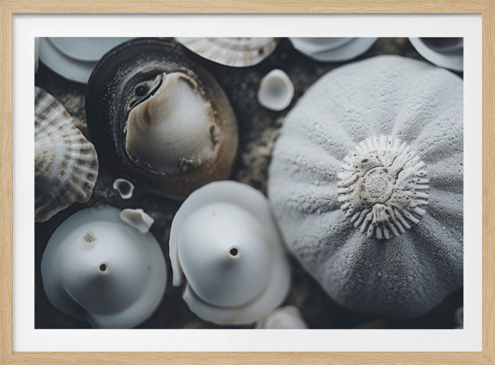 Schelpensymfonie | Poster