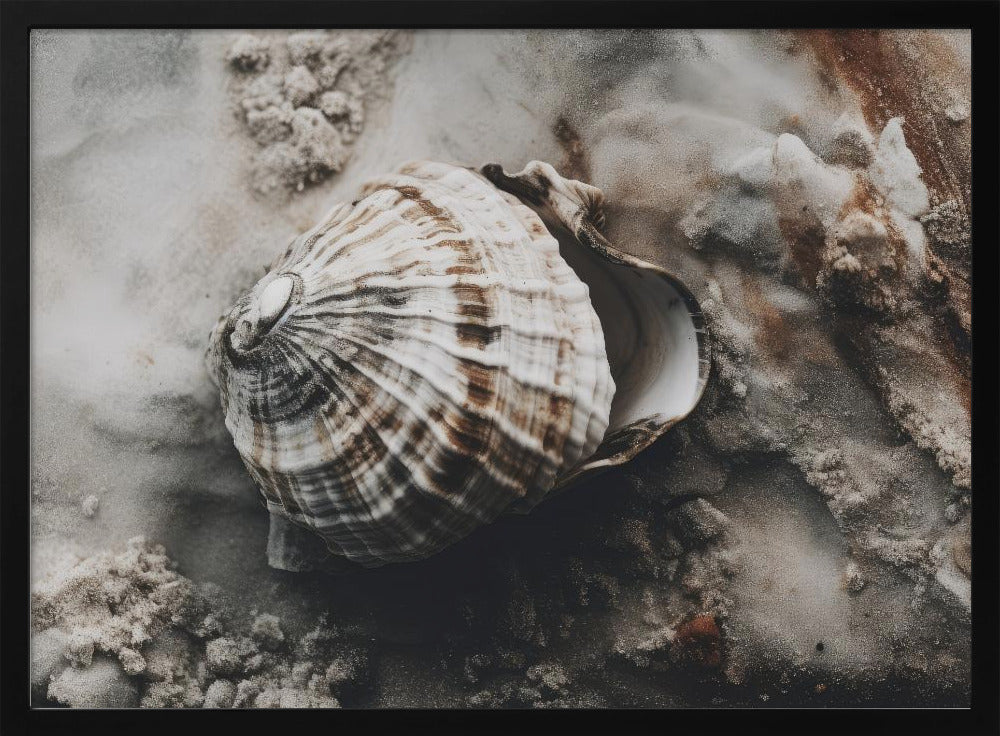 Seashell Serenity | Poster